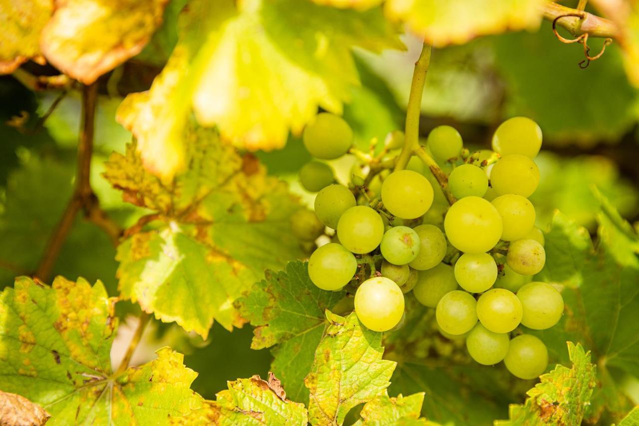 Le Grenier Du Photographe Leilighet Kaysersberg-Vignoble Eksteriør bilde